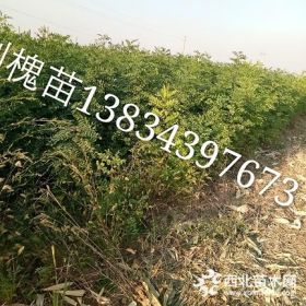 刺槐小苗价格？？1年刺槐小苗采购基地