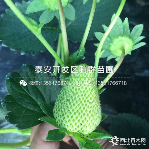 丰香草莓苗价格