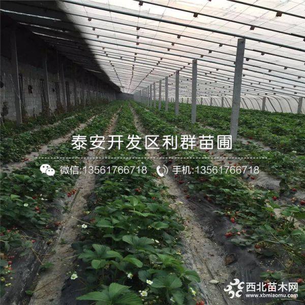 丰香草莓苗价格