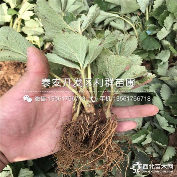 丰香草莓苗价格