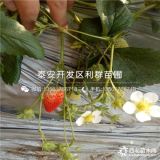 豐香草莓苗、豐香草莓苗多少錢一棵、豐香草莓苗基地