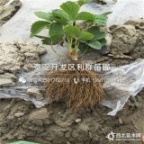 豐香草莓苗、豐香草莓苗價(jià)格多少、豐香草莓苗基地