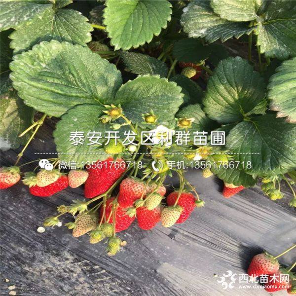 红颜草莓苗价格