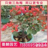 紅花勒杜鵑