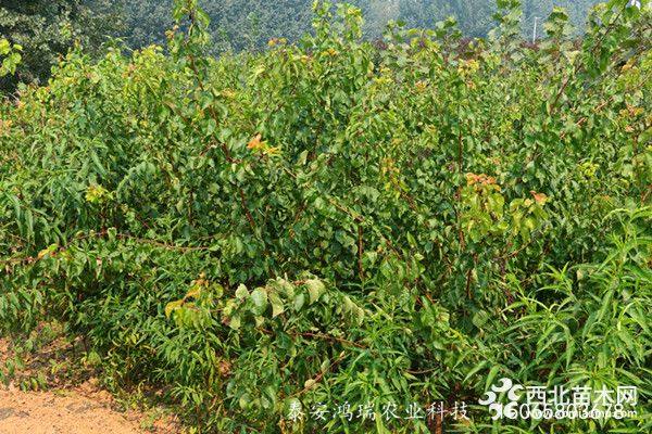 金太陽(yáng)杏樹(shù)苗