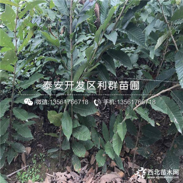 山东板栗树苗批发