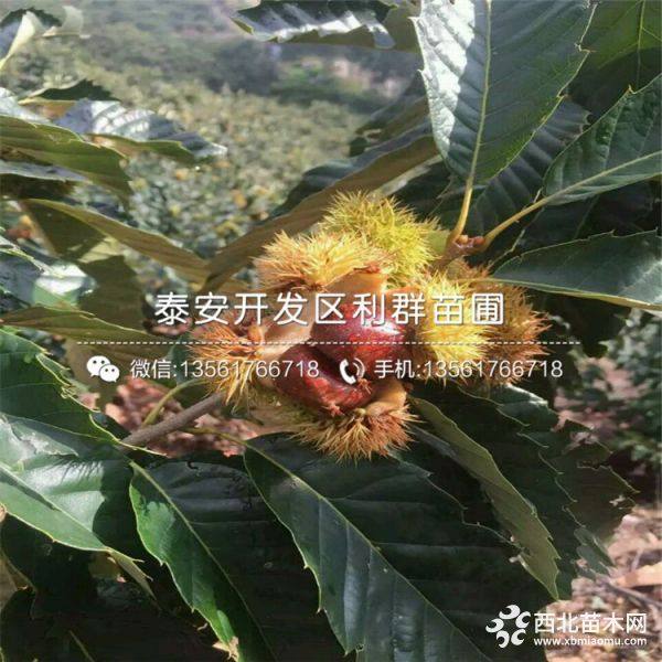 處暑紅板栗苗