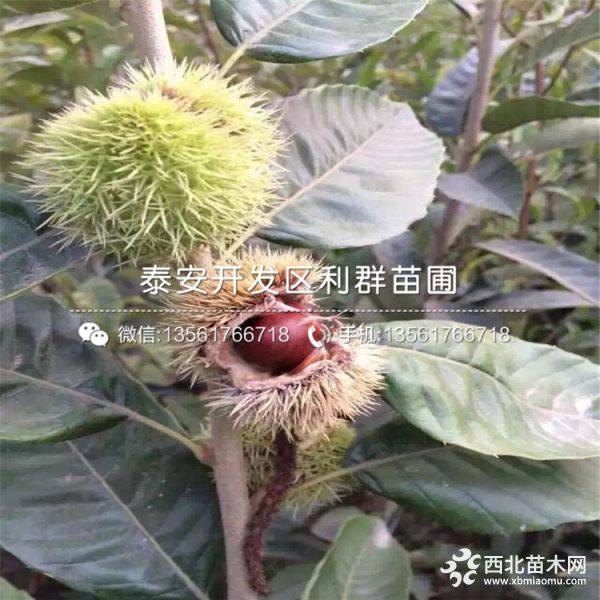 大紅袍板栗樹苗