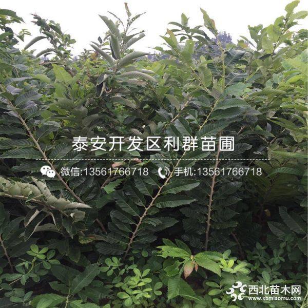 大红袍板栗树苗