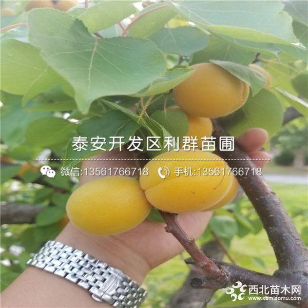 杏树苗批发价格