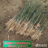 哪里有枸橘苗  求购枸橘苗  多少钱一棵枸橘苗价格