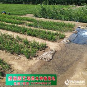 40厘米高積殼苗多少錢(qián)一棵哪里有  積殼苗求購(gòu)