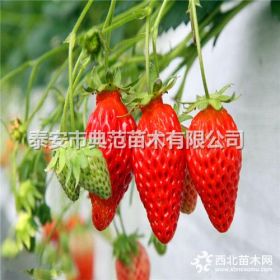 全明星草莓苗價(jià)格 全明星草莓苗 露天種植優(yōu)質(zhì)品種