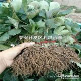 章姬草莓苗、章姬草莓苗價(jià)格、章姬草莓苗基地