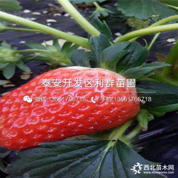 牛奶草莓苗