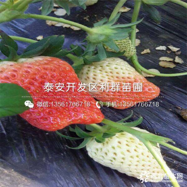 牛奶草莓苗