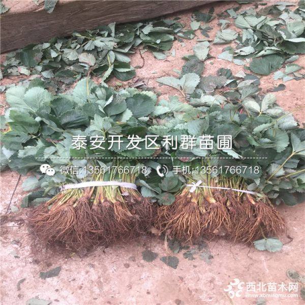 小白草莓苗