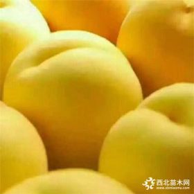 锦绣黄桃苗品种推荐  优质果苗供应