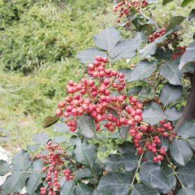 新品種花椒苗 無(wú)刺花椒樹(shù) 嫁接花椒小苗