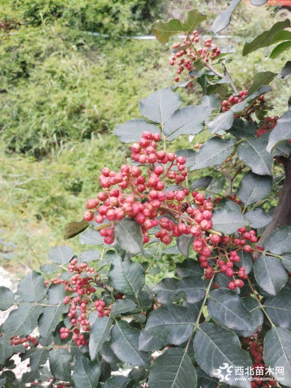 嫁接無(wú)刺花椒苗