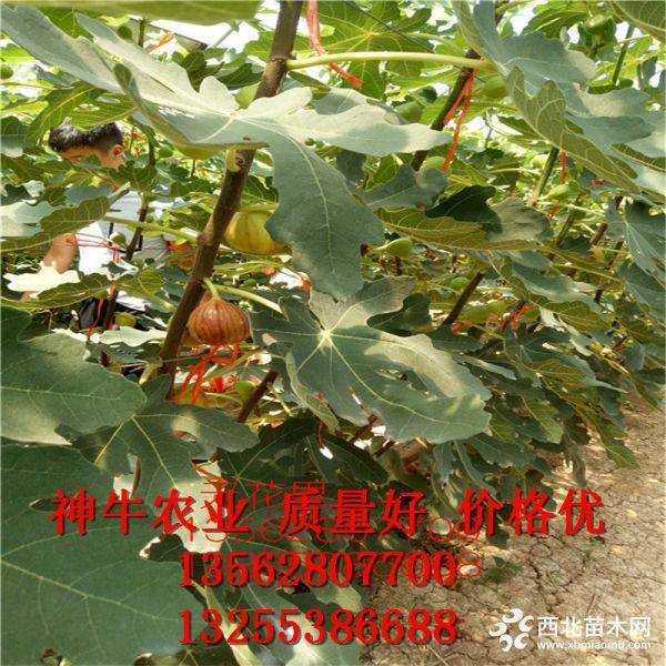 4公分无花果树