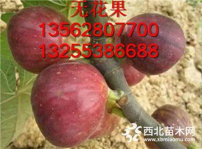 4公分无花果树