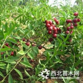 钙果苗价格？？1年钙果苗种植基地！！