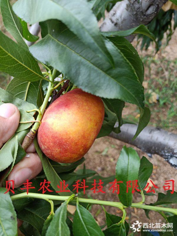 桃樹(shù)苗 油蟠桃苗