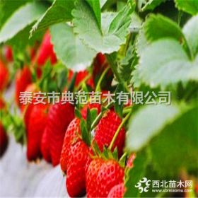 燕香草莓苗价格 燕香草莓苗 新品种草莓苗批发