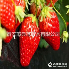 天香草莓苗价格 天香草莓苗 草莓苗新品种批发供应