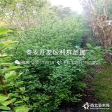 枸橘苗出售、枸橘苗價(jià)格、枸橘苗基地