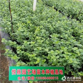 蓝莓苗种植  两年蓝莓苗价格哪里有  30厘米高蓝莓苗多少钱