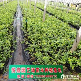 两年蓝莓苗求购  怎样种植蓝莓苗  多少钱一棵蓝莓苗