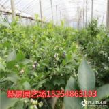 本園藝場藍莓樹苗_品種純正藍莓樹苗