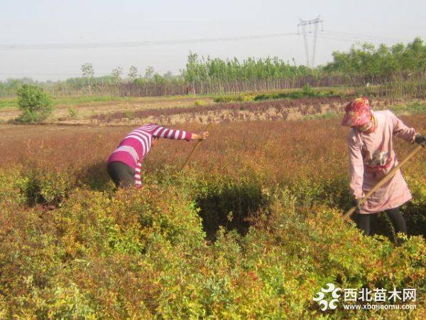 金焰繡線菊