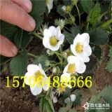 四季草莓苗緩苗美國(guó)13號(hào)草莓苗病蟲(chóng)害防治