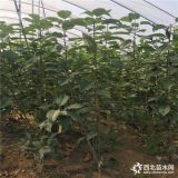 矮化岱紅櫻桃苗批發(fā) 新品種岱紅櫻桃苗多少錢一棵