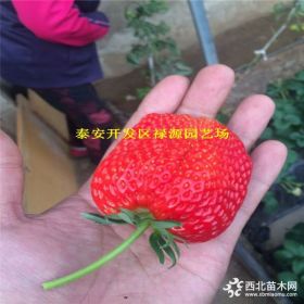 大量出售冬香草莓苗、冬香草莓苗价格多少