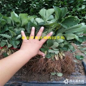 请问红宝石草莓苗一亩地种植多少棵、红宝石草莓苗销售价格