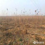 吉塞拉樱桃苗 吉塞拉樱桃树苗 山东吉塞拉樱桃苗基地