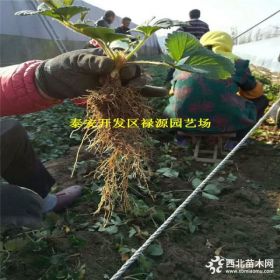 高产的章姬草莓苗种植技术及价格、章姬草莓苗欢迎实地考察