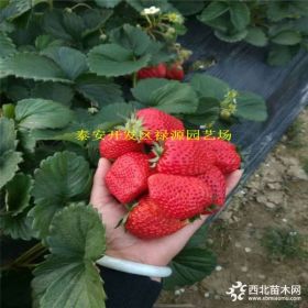 麦特来草莓苗什么价格、草莓苗种植基地