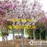 3公分樱花树高杆苗价格现货行情