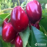 新品種櫻桃樹(shù)苗 櫻桃樹(shù)苗基地