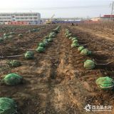 矮化吉塞拉樱桃苗出售 矮化吉塞拉樱桃苗批发基地