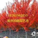 紅橡樹價格4公分娜塔櫟價格批發(fā)信息