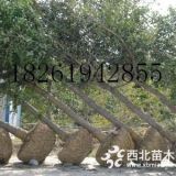 南京紅櫸樹基地3公分櫸樹價(jià)格便宜