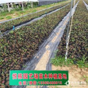 三年蓝莓苗价格  40厘米高蓝莓苗多少钱一棵 求购30厘米