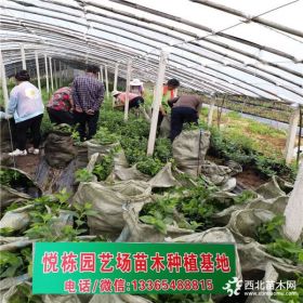 30公分高蓝莓苗多少钱一棵哪里有  求购蓝莓苗种植技术