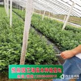 四年蓝莓苗多少钱一棵 求购50厘米高蓝莓苗